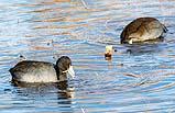 American Coot Bosque NM Dec 2020